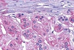 GLP-1R Antibody, Novus Biologicals 50 &mu;g; Unconjugated:Antibodies, Polyclonal